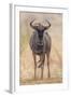 South Londolozi Private Game Reserve. Frontal View of Gnu-Fred Lord-Framed Photographic Print