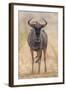 South Londolozi Private Game Reserve. Frontal View of Gnu-Fred Lord-Framed Photographic Print