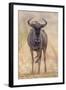 South Londolozi Private Game Reserve. Frontal View of Gnu-Fred Lord-Framed Photographic Print