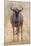 South Londolozi Private Game Reserve. Frontal View of Gnu-Fred Lord-Mounted Photographic Print