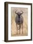 South Londolozi Private Game Reserve. Frontal View of Gnu-Fred Lord-Framed Photographic Print