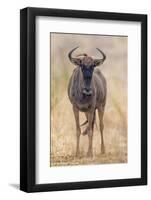 South Londolozi Private Game Reserve. Frontal View of Gnu-Fred Lord-Framed Photographic Print