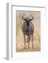 South Londolozi Private Game Reserve. Frontal View of Gnu-Fred Lord-Framed Photographic Print