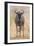 South Londolozi Private Game Reserve. Frontal View of Gnu-Fred Lord-Framed Premium Photographic Print