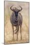 South Londolozi Private Game Reserve. Frontal View of Gnu-Fred Lord-Mounted Premium Photographic Print