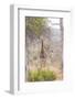 South Londolozi Private Game Reserve. Giraffe Stands under Tree-Fred Lord-Framed Photographic Print