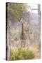 South Londolozi Private Game Reserve. Giraffe Stands under Tree-Fred Lord-Stretched Canvas