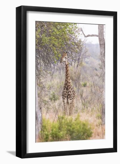 South Londolozi Private Game Reserve. Giraffe Stands under Tree-Fred Lord-Framed Photographic Print