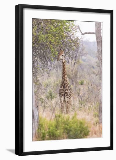 South Londolozi Private Game Reserve. Giraffe Stands under Tree-Fred Lord-Framed Photographic Print