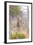 South Londolozi Private Game Reserve. Giraffe Stands under Tree-Fred Lord-Framed Photographic Print