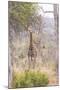 South Londolozi Private Game Reserve. Giraffe Stands under Tree-Fred Lord-Mounted Photographic Print