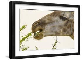 South Londolozi Reserve. Close-up of Giraffe Feeding on Acacia Leaves-Fred Lord-Framed Photographic Print