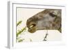 South Londolozi Reserve. Close-up of Giraffe Feeding on Acacia Leaves-Fred Lord-Framed Photographic Print