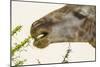 South Londolozi Reserve. Close-up of Giraffe Feeding on Acacia Leaves-Fred Lord-Mounted Photographic Print