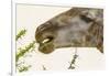 South Londolozi Reserve. Close-up of Giraffe Feeding on Acacia Leaves-Fred Lord-Framed Photographic Print