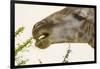 South Londolozi Reserve. Close-up of Giraffe Feeding on Acacia Leaves-Fred Lord-Framed Photographic Print