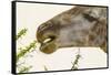 South Londolozi Reserve. Close-up of Giraffe Feeding on Acacia Leaves-Fred Lord-Framed Stretched Canvas