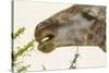 South Londolozi Reserve. Close-up of Giraffe Feeding on Acacia Leaves-Fred Lord-Stretched Canvas