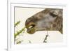 South Londolozi Reserve. Close-up of Giraffe Feeding on Acacia Leaves-Fred Lord-Framed Photographic Print