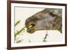 South Londolozi Reserve. Close-up of Giraffe Feeding on Acacia Leaves-Fred Lord-Framed Photographic Print