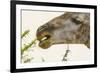 South Londolozi Reserve. Close-up of Giraffe Feeding on Acacia Leaves-Fred Lord-Framed Photographic Print