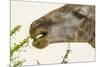 South Londolozi Reserve. Close-up of Giraffe Feeding on Acacia Leaves-Fred Lord-Mounted Photographic Print