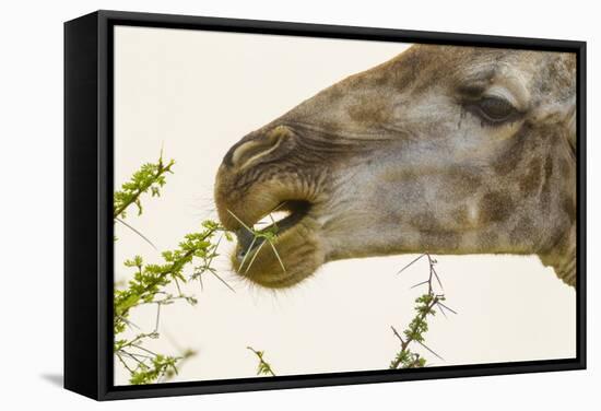 South Londolozi Reserve. Close-up of Giraffe Feeding on Acacia Leaves-Fred Lord-Framed Stretched Canvas