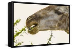 South Londolozi Reserve. Close-up of Giraffe Feeding on Acacia Leaves-Fred Lord-Framed Stretched Canvas