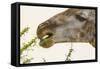 South Londolozi Reserve. Close-up of Giraffe Feeding on Acacia Leaves-Fred Lord-Framed Stretched Canvas