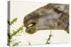 South Londolozi Reserve. Close-up of Giraffe Feeding on Acacia Leaves-Fred Lord-Stretched Canvas