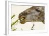 South Londolozi Reserve. Close-up of Giraffe Feeding on Acacia Leaves-Fred Lord-Framed Photographic Print