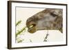 South Londolozi Reserve. Close-up of Giraffe Feeding on Acacia Leaves-Fred Lord-Framed Photographic Print