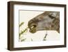 South Londolozi Reserve. Close-up of Giraffe Feeding on Acacia Leaves-Fred Lord-Framed Photographic Print