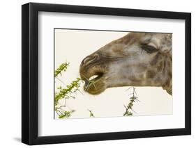 South Londolozi Reserve. Close-up of Giraffe Feeding on Acacia Leaves-Fred Lord-Framed Photographic Print