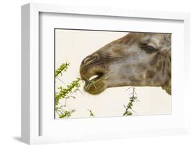 South Londolozi Reserve. Close-up of Giraffe Feeding on Acacia Leaves-Fred Lord-Framed Photographic Print