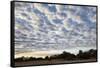South Luwangwe National Park-Michele Westmorland-Framed Stretched Canvas