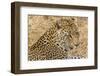 South Ngala Private Game Reserve. Close-up of Adult Leopard-Fred Lord-Framed Photographic Print