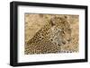 South Ngala Private Game Reserve. Close-up of Adult Leopard-Fred Lord-Framed Photographic Print