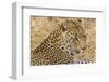 South Ngala Private Game Reserve. Close-up of Adult Leopard-Fred Lord-Framed Photographic Print