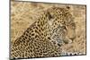 South Ngala Private Game Reserve. Close-up of Adult Leopard-Fred Lord-Mounted Photographic Print