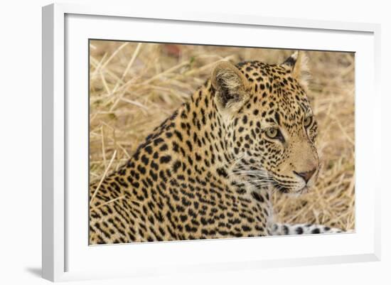 South Ngala Private Game Reserve. Close-up of Adult Leopard-Fred Lord-Framed Photographic Print