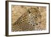 South Ngala Private Game Reserve. Close-up of Adult Leopard-Fred Lord-Framed Photographic Print