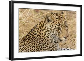 South Ngala Private Game Reserve. Close-up of Adult Leopard-Fred Lord-Framed Photographic Print