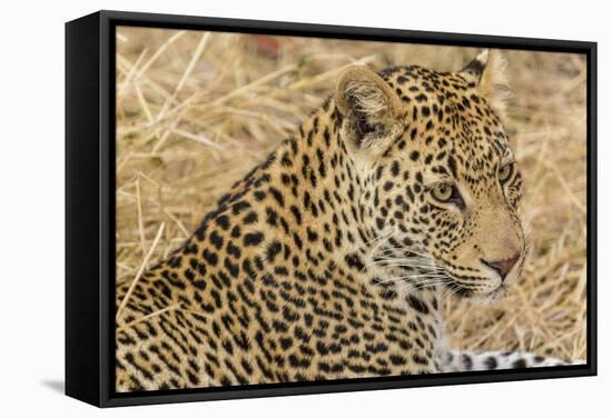 South Ngala Private Game Reserve. Close-up of Adult Leopard-Fred Lord-Framed Stretched Canvas