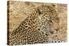 South Ngala Private Game Reserve. Close-up of Adult Leopard-Fred Lord-Stretched Canvas