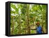 South Pacific, Fiji, Kadavu, Local Fijian Islander Checking His Banana Plantation on Dravuni Island-Paul Harris-Framed Stretched Canvas