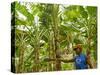 South Pacific, Fiji, Kadavu, Local Fijian Islander Checking His Banana Plantation on Dravuni Island-Paul Harris-Stretched Canvas