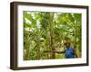 South Pacific, Fiji, Kadavu, Local Fijian Islander Checking His Banana Plantation on Dravuni Island-Paul Harris-Framed Photographic Print