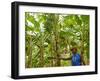 South Pacific, Fiji, Kadavu, Local Fijian Islander Checking His Banana Plantation on Dravuni Island-Paul Harris-Framed Photographic Print