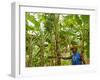 South Pacific, Fiji, Kadavu, Local Fijian Islander Checking His Banana Plantation on Dravuni Island-Paul Harris-Framed Photographic Print